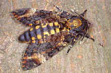 Hawkmoth.jpg (15634 bytes)